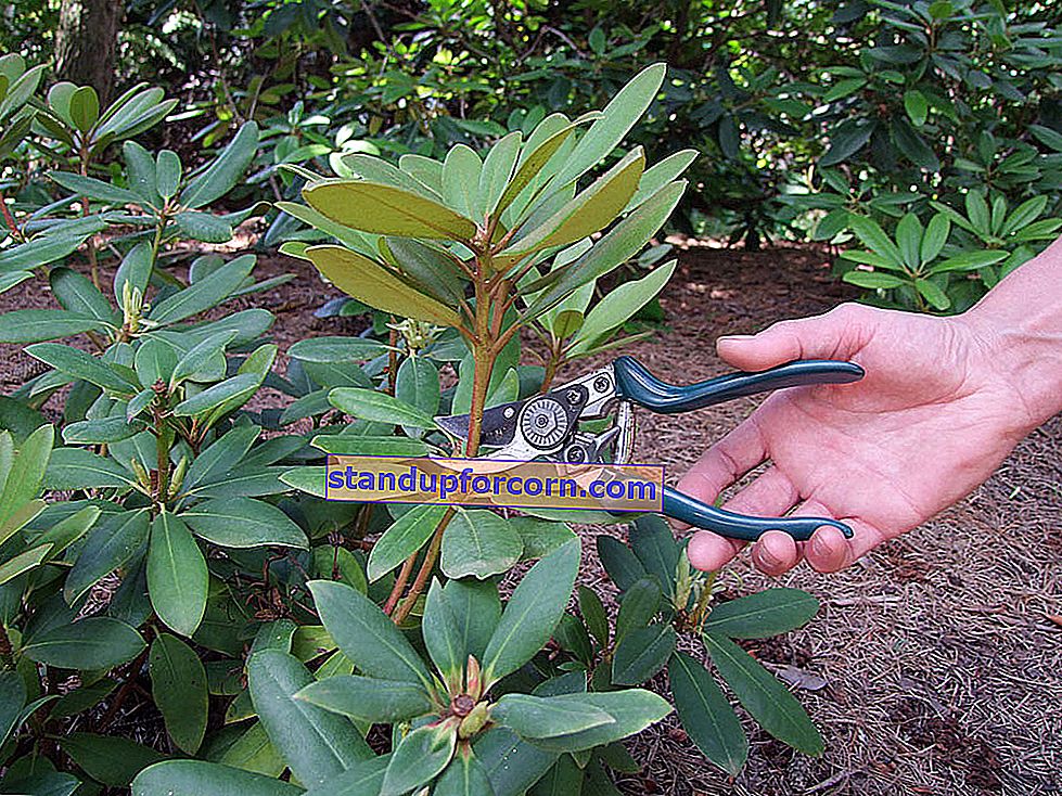 Beskärning av rododendroner. Hur och när ska man beskära rododendroner?