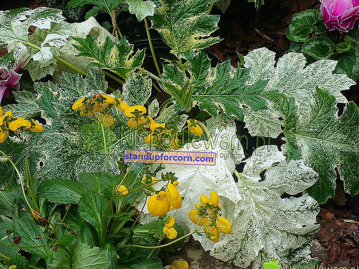Záhradná juka - odrody, pestovanie, rozmnožovanie, choroby