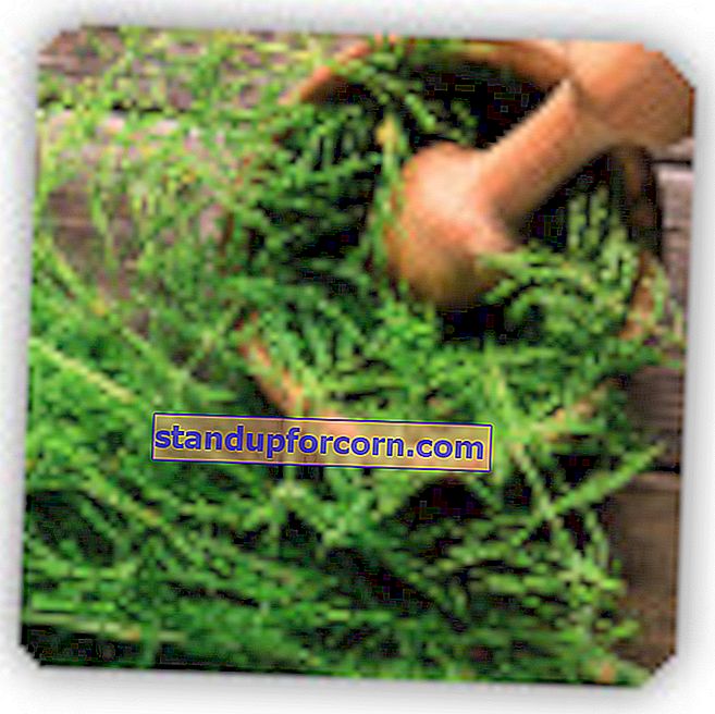 Praslička poľná - liečivé vlastnosti a využitie v záhradníctve