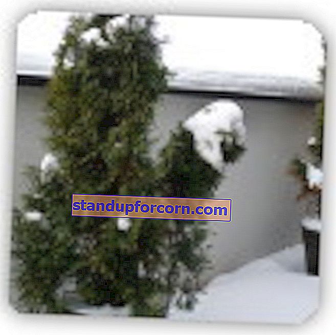 Hvordan beskytte bartrær om vinteren - beskyttelse mot frost og snø