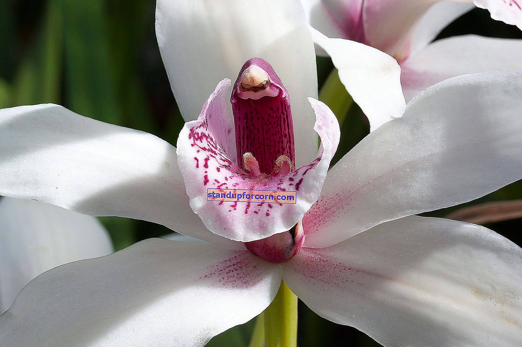 Hur tar man hand om orkidéer i en kruka?