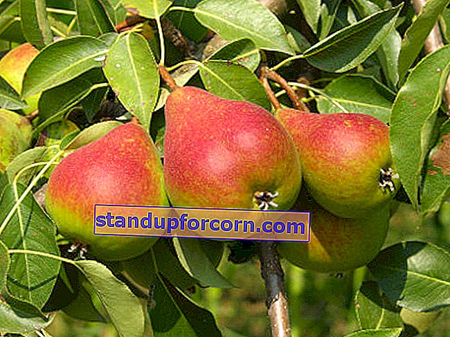 Korrekt beskærede pæretræer bidrager til god frugtning