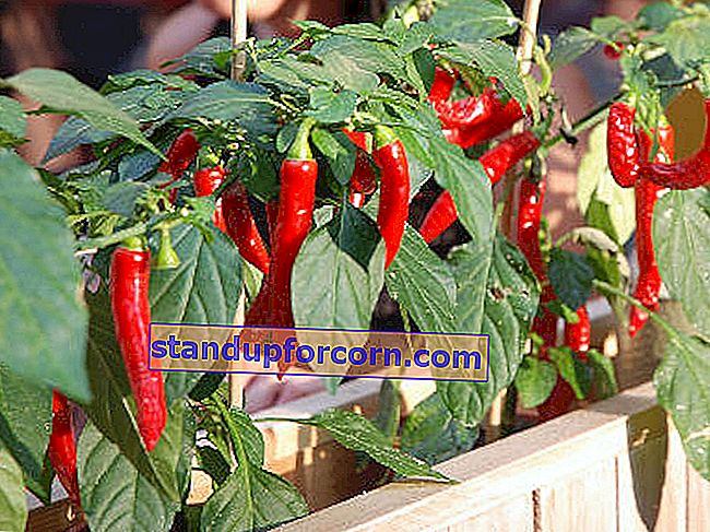 chili pepper vokser på balkongen