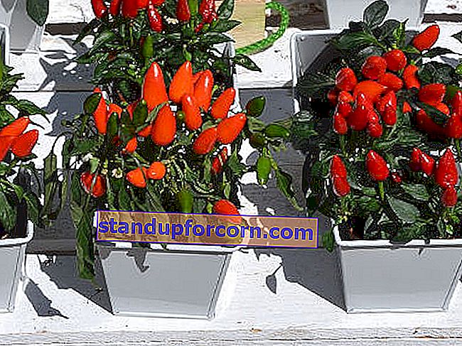 chilli paprička v kvetináčoch