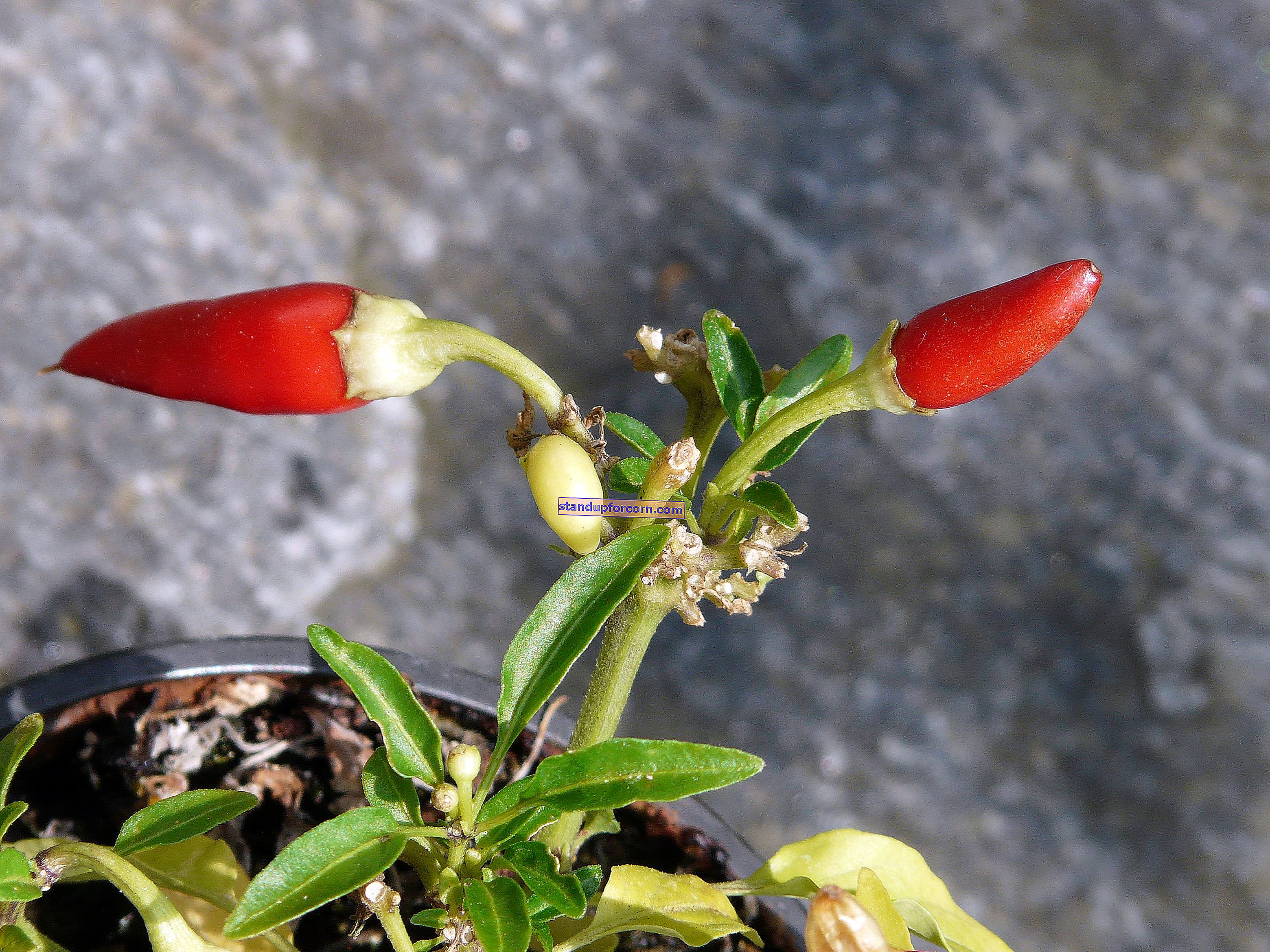 Chilli paprička - vlastnosti a pestovanie v kvetináči