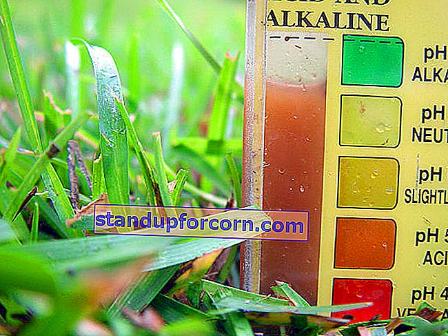 μέτρηση pH εδάφους