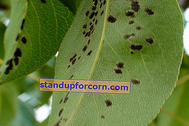 choroby hruškových listov - chrastavitosť hrušky