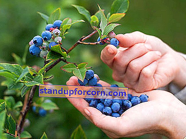 Mėlynių vaisių derlius