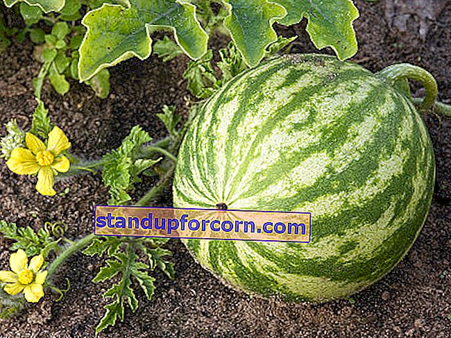 vattenmelon, vattenmelon - odlad i marken i Polen