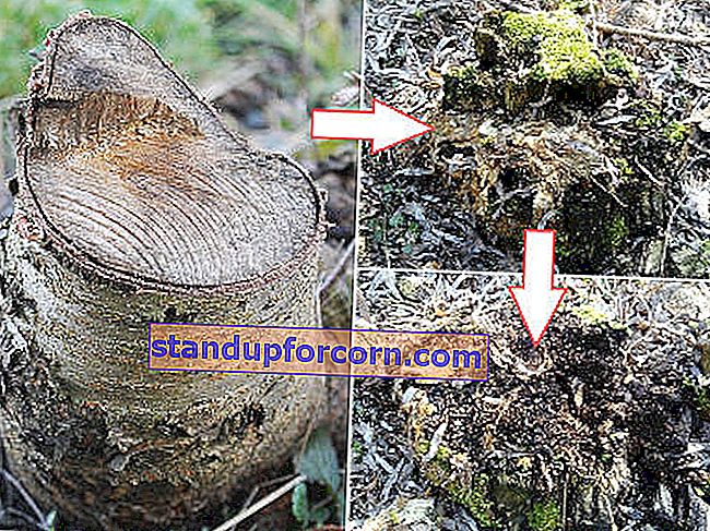 Hur man kan bli av med en stubbe efter ett avverkat träd