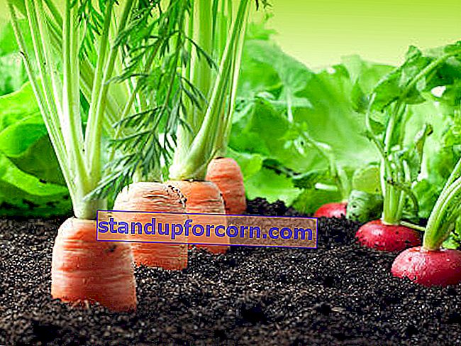 ako založiť zeleninovú záhradu
