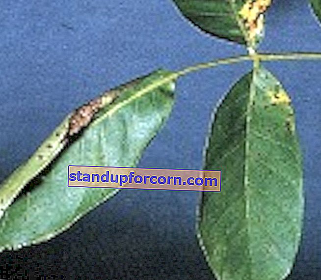 מחלות של עצי פרי - אנתרקנוז אגוזים