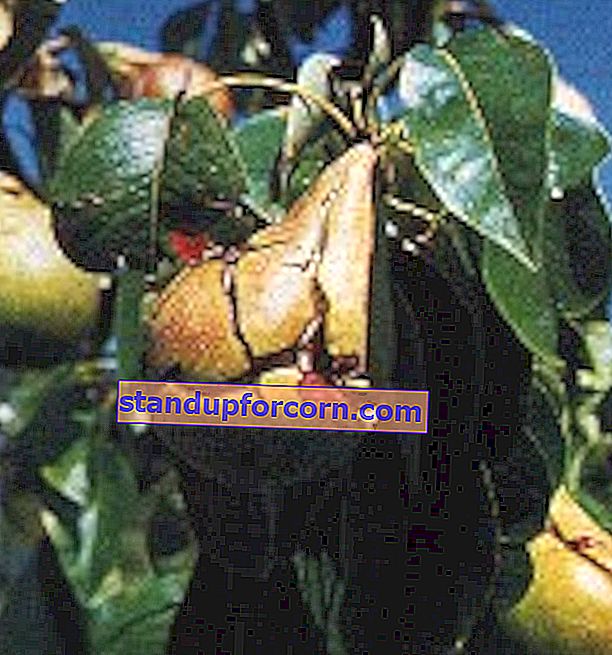 päron angripet av sårskorpa