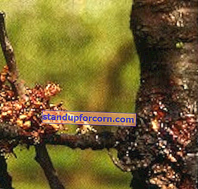 bakteriecancer av fruktträd, sårade grenar och döende körsbärsblommor