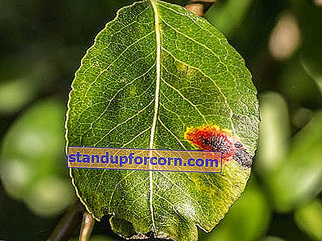 Sykdommer i frukttrær - pærerust