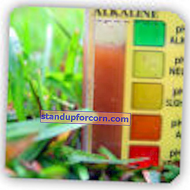 Jord pH måling.  Hvordan måles jordens pH i haven?