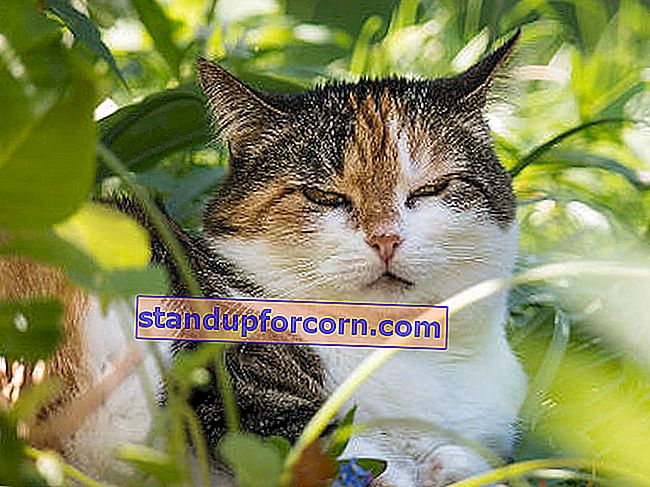 Potteplanter er sikre for katten