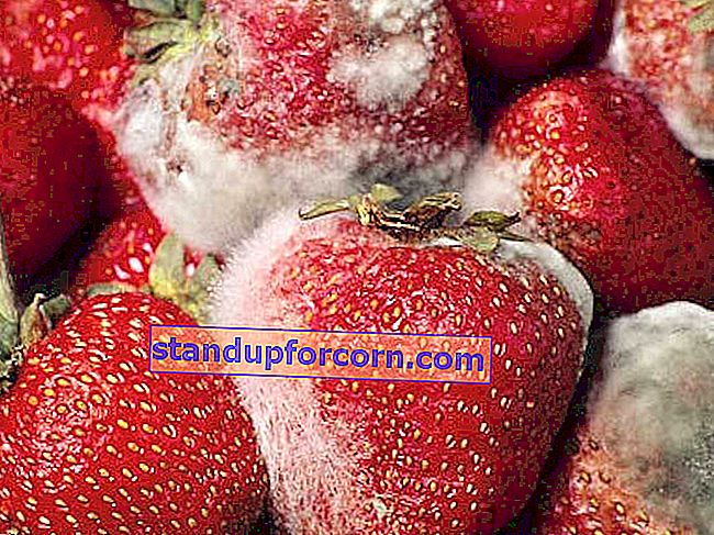 jordbær sykdommer - grå mugg
