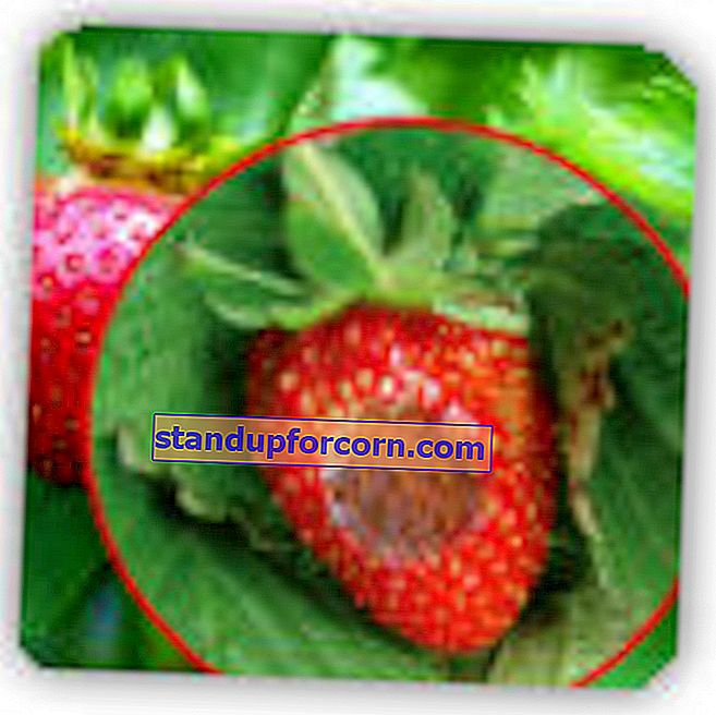 Ανθρακινόζη φράουλας.  Συμπτώματα, ψεκασμός, καταπολέμηση