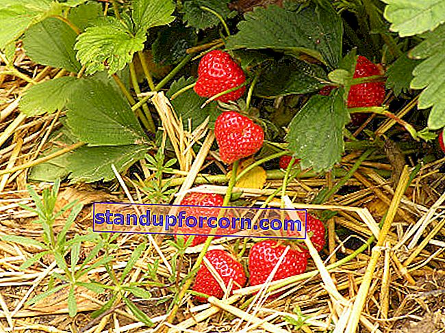 sykdommer og skadedyr av jordbær