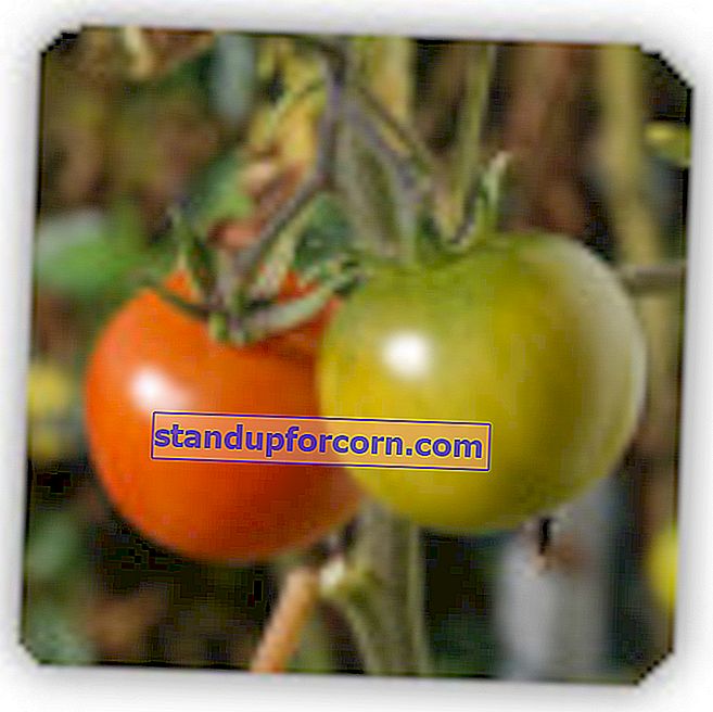 žalieji pomidorai