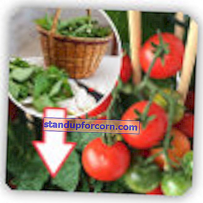 Žihľavové hnojivo pre paradajky.  Ako vyrábať a používať paradajky na to, aby rástli ako blázni?