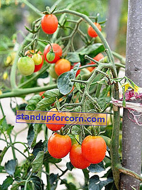 paradajky viazané na kôl