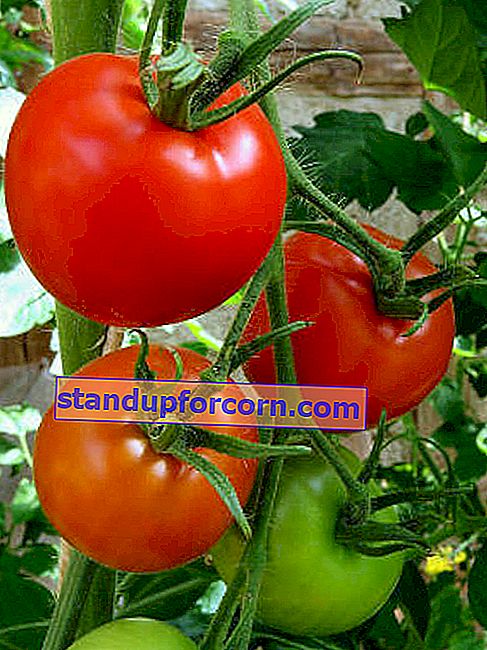 tomater som mognar på tomten