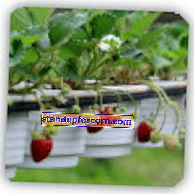 φράουλες στο μπαλκόνι