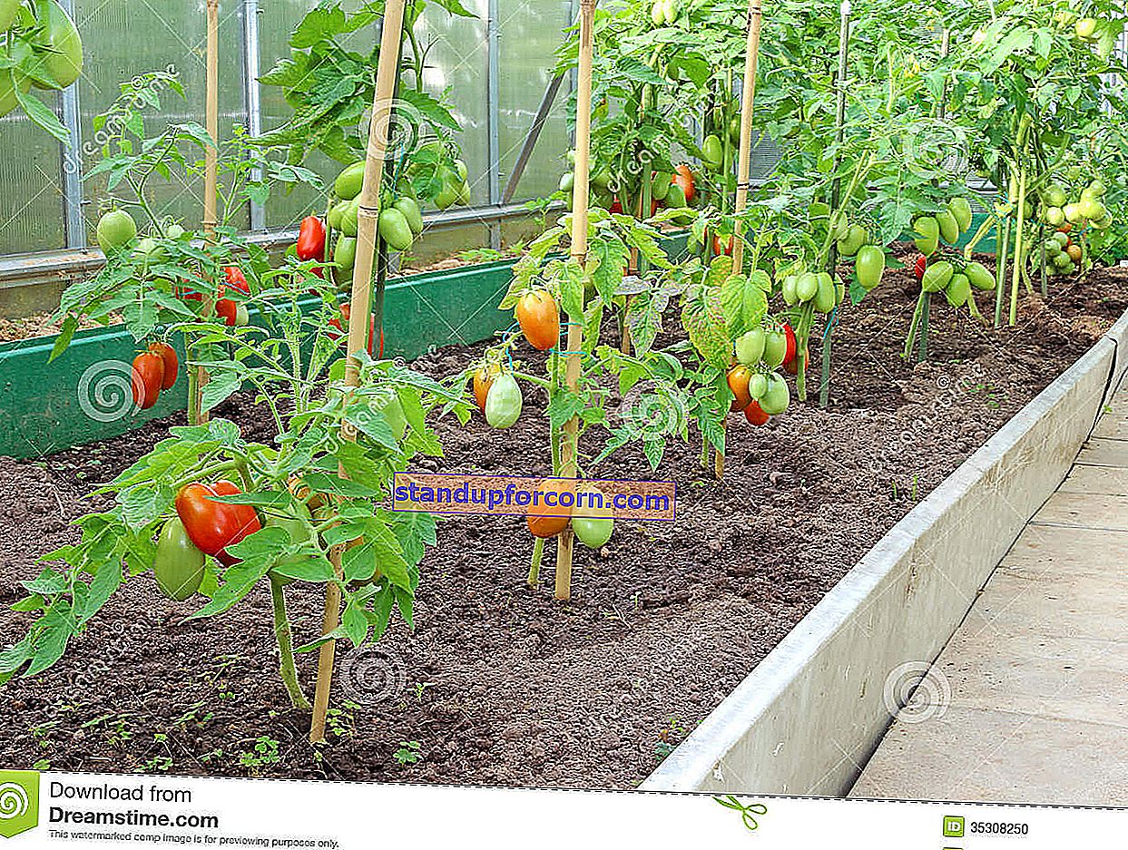 Växande tomater i en folietunnel