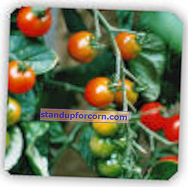 Çeri domates - çeşitleri, toprakta ve saksıda yetiştirme