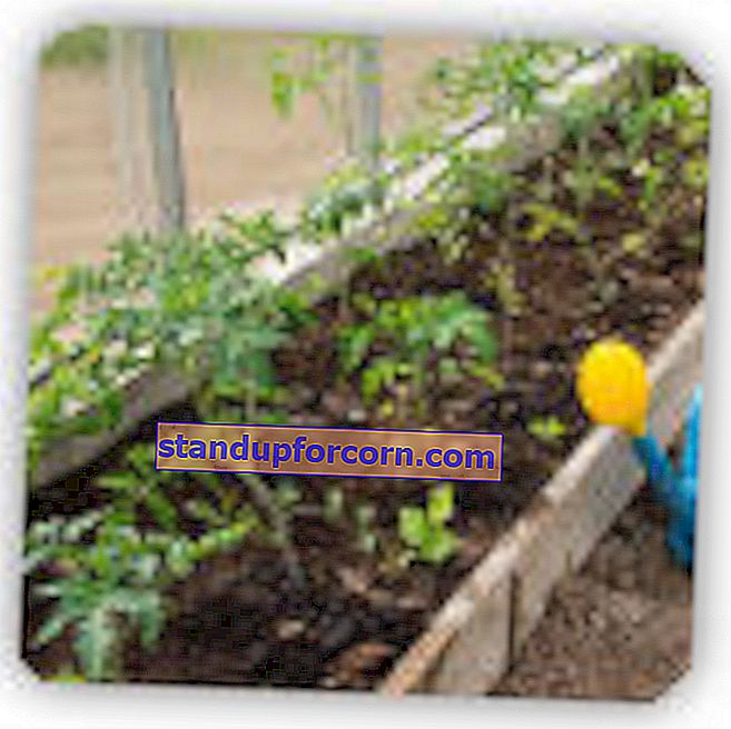 Ako sadiť paradajky v skleníku