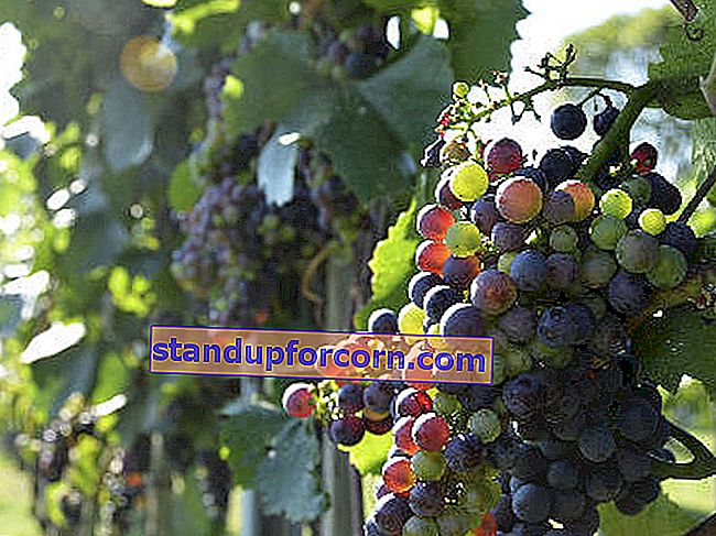 Zemes gabalā audzē vīnogulājus