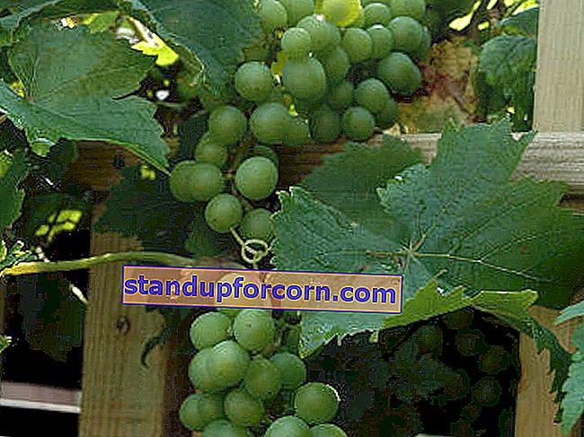 Pestovanie viniča na pozemku