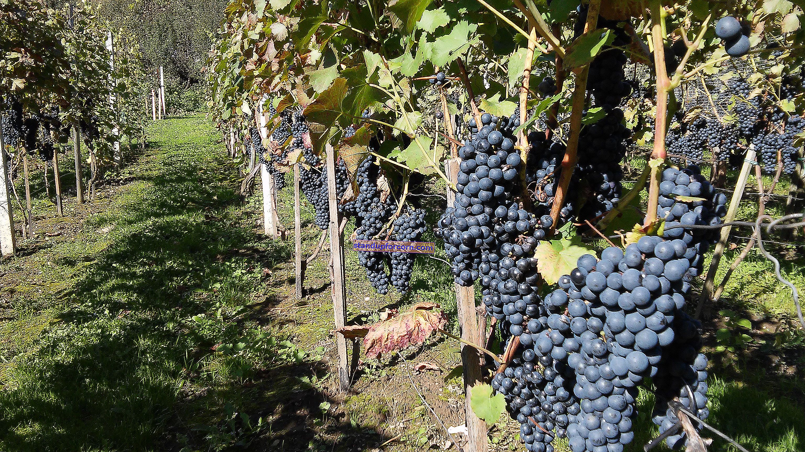 Pestovanie viniča na pozemku - odrody a výsadba