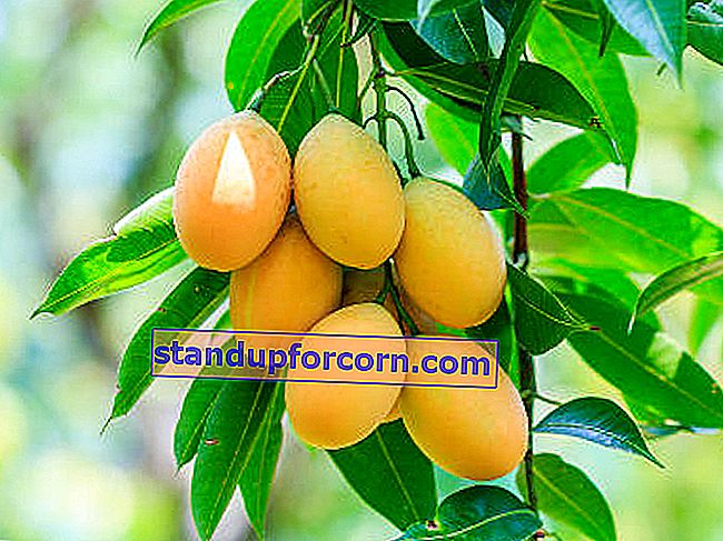hvordan man kan dyrke en mango fra en stein