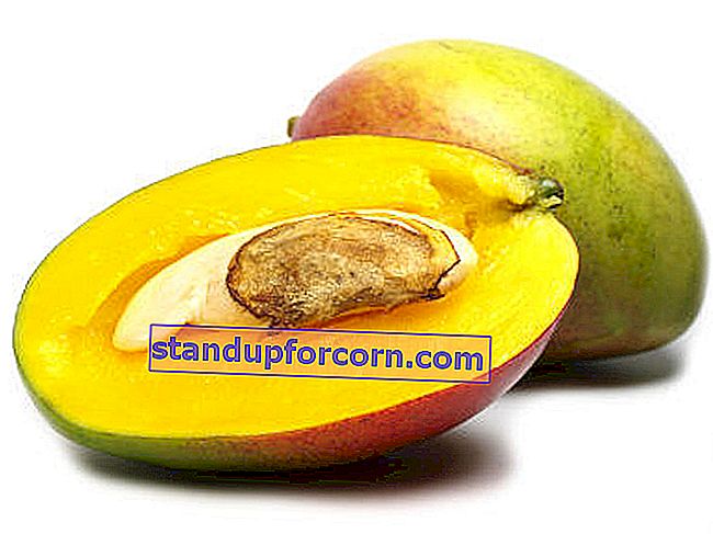 hvordan man dyrker en mango fra en sten