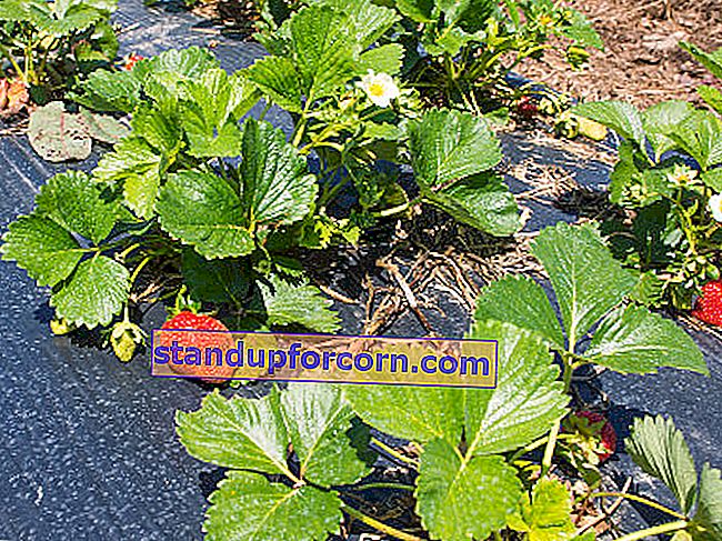 hur man planterar jordgubbar på agrotextile
