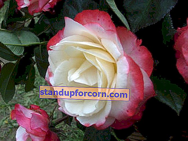 Νοσταλγία τριαντάφυλλο με μεγάλα άνθη