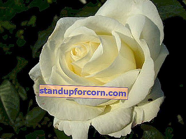 veľkokvetá ruža Fryderyk Chopin