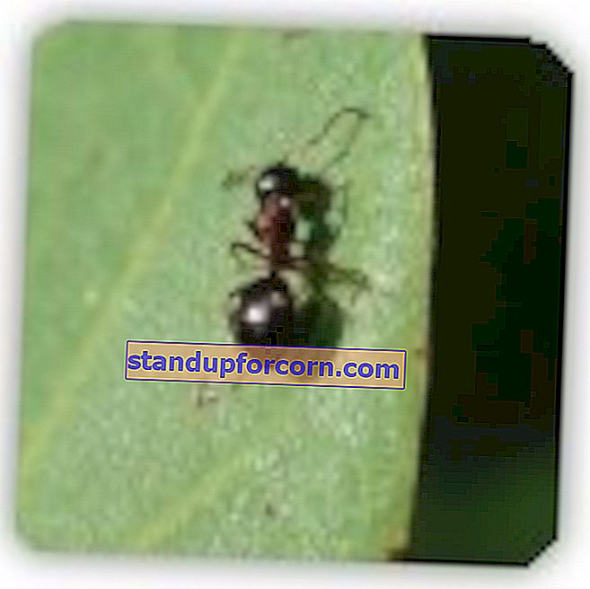 kovojant su skruzdėlėmis sode