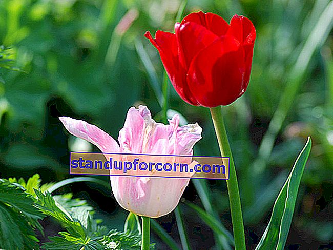 pestovanie tulipánov