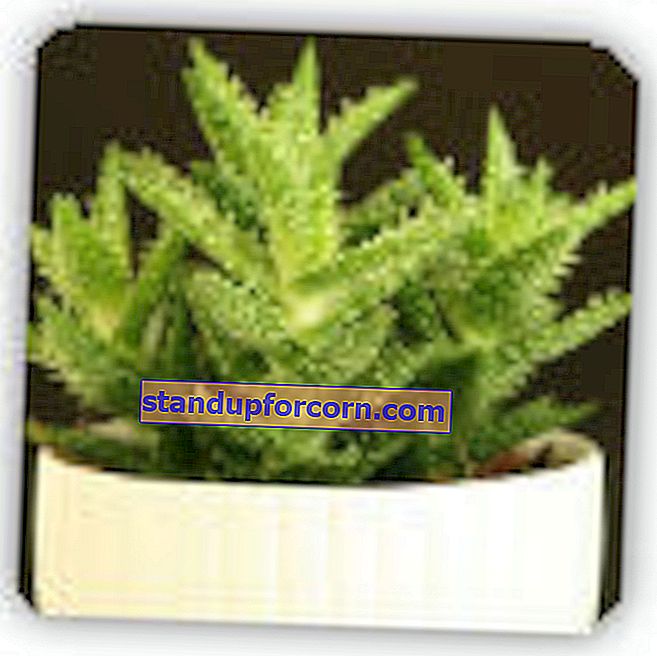 Aloe - hjemmevoksing, varianter, reproduksjon