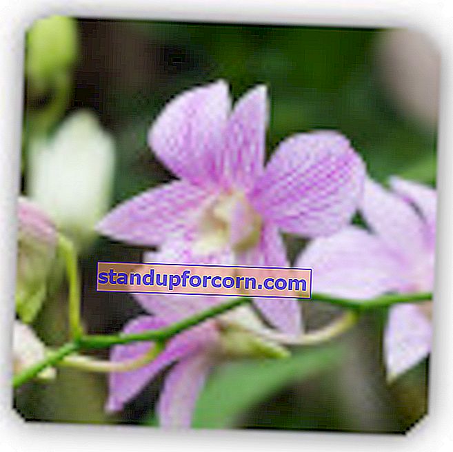 Dendrobium orkidé