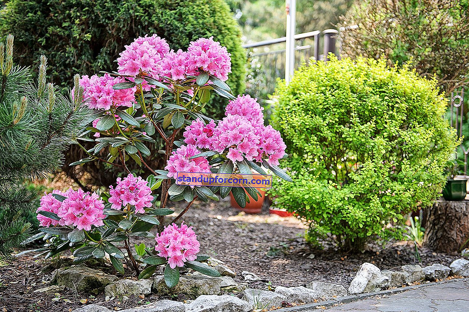 Rhododendron, rhododendron - dyrking, stell, reproduksjon
