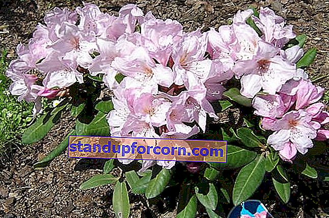 rhododendron Omega