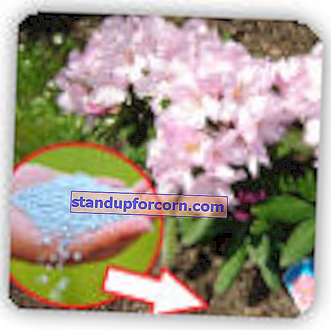 Hnojenie rododendrónov.  Aké hnojivo pre rododendron zvoliť?