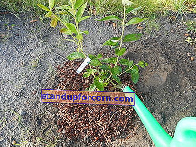 Hur man planterar highbush blåbär