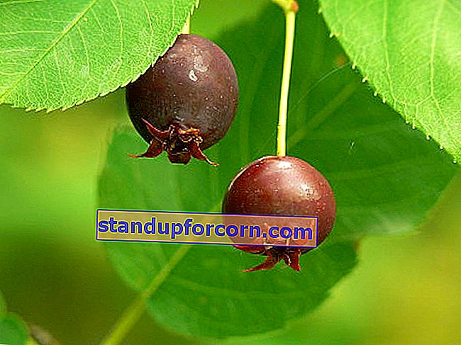 Lamarca Reedberry - frugt