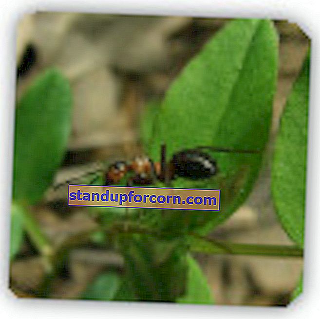 Domáce lieky na mravce v záhrade
